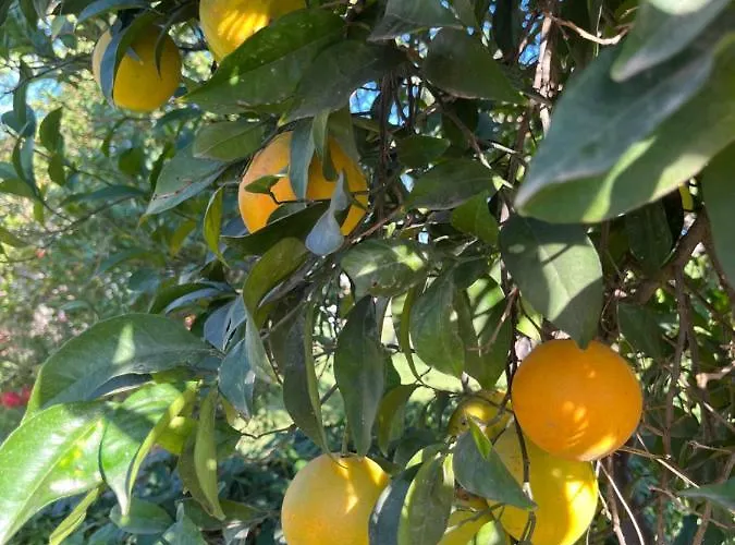 Milenium Palace - Garaje Incluido - Piscina-fibes Apartament *